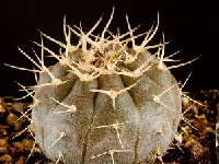 Gymnocalycium bodenbenderianum v guasayanense VS-138 JJ.Houdré.jpg